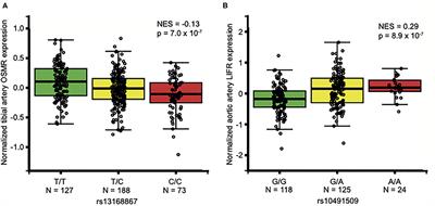 Common Variants Associated With OSMR Expression Contribute to Carotid Plaque Vulnerability, but Not to Cardiovascular Disease in Humans